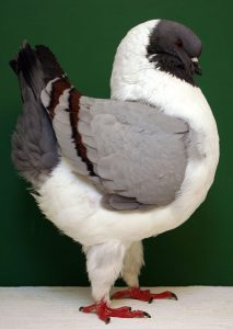 Pigeon Modène - Origine et profil de l'espèce-types-reproduction