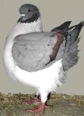 Pigeon Modène - Origine et profil de l'espèce-types-reproduction