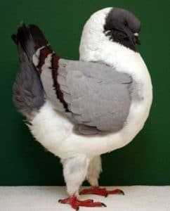 Pigeon Modène - Origine et profil de l'espèce-types-reproduction