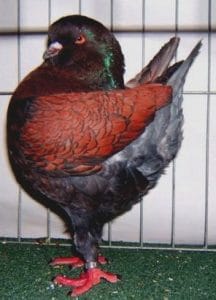 Pigeon Modène - Origine et profil de l'espèce-types-reproduction