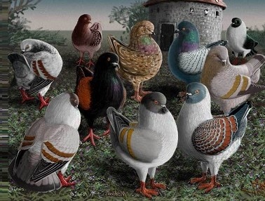 Pigeon Modène - Origine et profil de l'espèce-types-reproduction