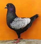 Pigeon Modène - Allemand-Origine et profil de l'espèce-types-reproduction