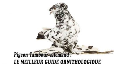 Pigeon Tambour allemand - LE MEILLEUR GUIDE ORNITHOLOGIQUE