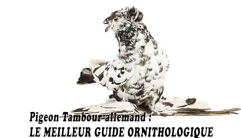 Pigeon Tambour allemand - LE MEILLEUR GUIDE ORNITHOLOGIQUE