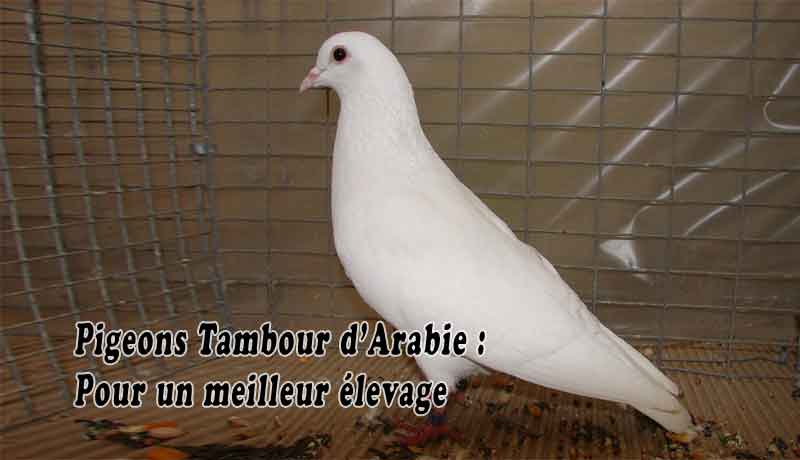 Pigeons Tambour d’Arabie - Pour un meilleur élevage