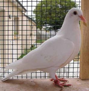 Pigeons Tambour d’Arabie - Pour un meilleur élevage