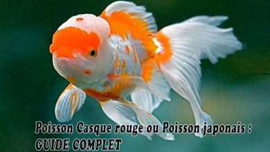 Poisson Casque rouge ou Poisson japonais - GUIDE COMPLET