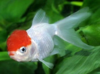 Poisson Casque rouge ou Poisson japonais - GUIDE COMPLET