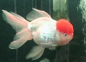 Poisson Casque rouge ou Poisson japonais - GUIDE COMPLET