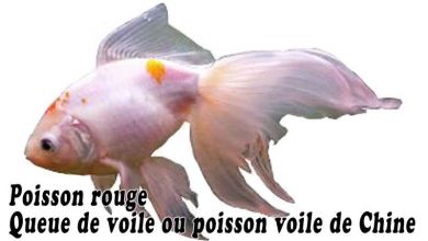 Poisson rouge Queue de voile ou poisson voile de Chine