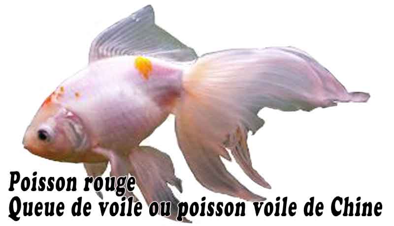 Poisson rouge Queue de voile ou poisson voile de Chine