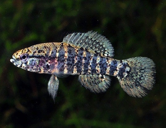 Poisson soleil nain ou Perche naine des Everglades un beau petit poisson d'eaux douces-