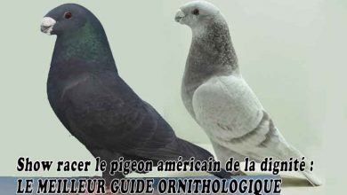 Show racer le pigeon américain de la dignité - LE MEILLEUR GUIDE ORNITHOLOGIQUE