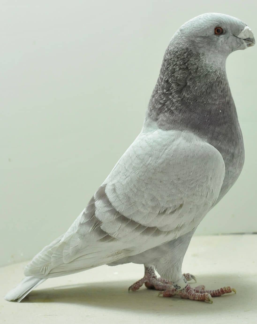 Show racer le pigeon américain de la dignité - LE MEILLEUR GUIDE ORNITHOLOGIQUE