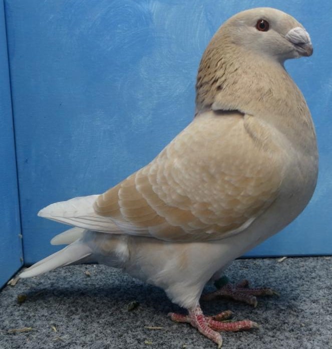 Show racer le pigeon américain de la dignité - LE MEILLEUR GUIDE ORNITHOLOGIQUE