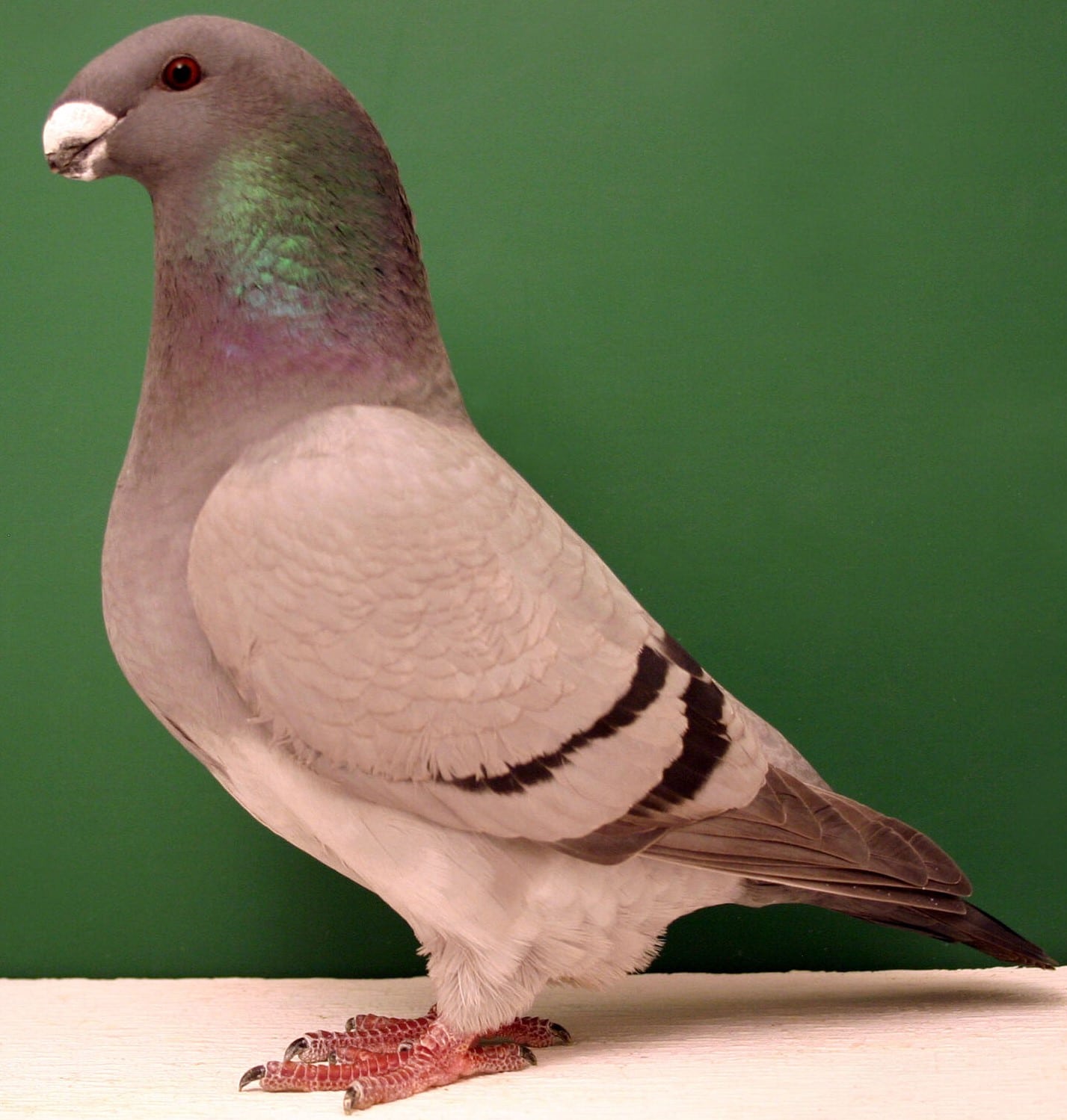 Show racer le pigeon américain de la dignité - LE MEILLEUR GUIDE ORNITHOLOGIQUE