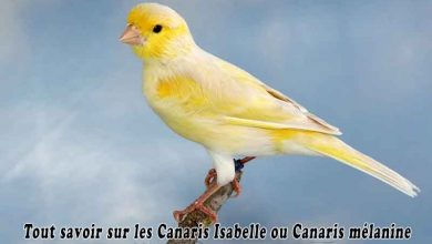 Tout savoir sur les Canaris Isabelle ou Canaris mélanine