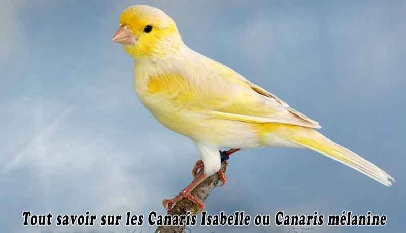 Tout savoir sur les Canaris Isabelle ou Canaris mélanine