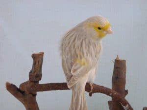 Tout savoir sur les Canaris Isabelle ou Canaris mélanine