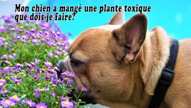 Mon chien a mangé une plante toxique que dois-je faire?