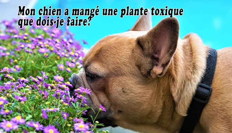 Mon chien a mangé une plante toxique que dois-je faire?