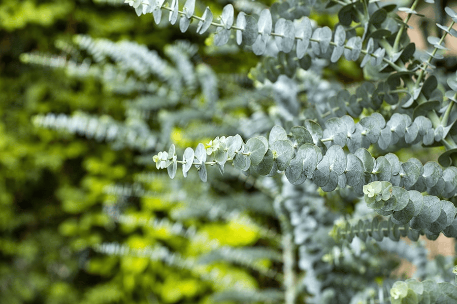 Mon chien a mangé une plante toxique que dois-je faire- 06-Eucalyptus