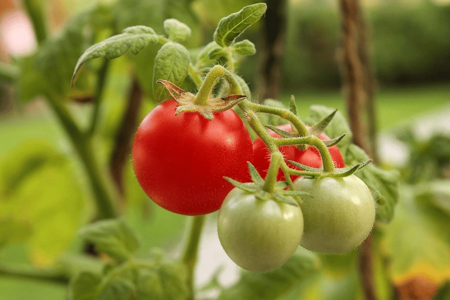 Mon chien a mangé une plante toxique que dois-je faire- 14-Plants de tomates