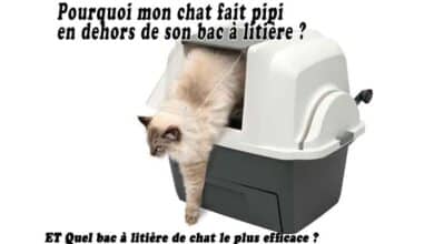 Pourquoi mon chat fait pipi en dehors de son bac à litière - Quel bac à litière de chat le plus efficace ?