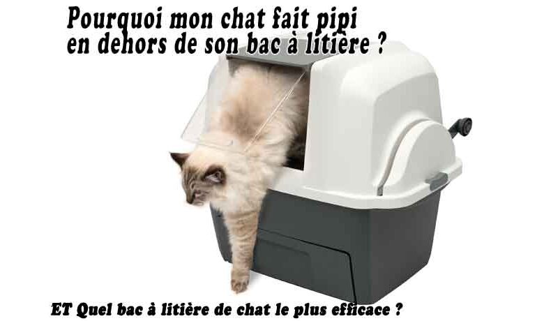 Pourquoi mon chat fait pipi en dehors de son bac à litière - Quel bac à litière de chat le plus efficace ?