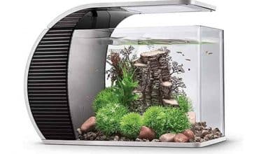 Quel meilleur aquarium pour les petits poissons ?