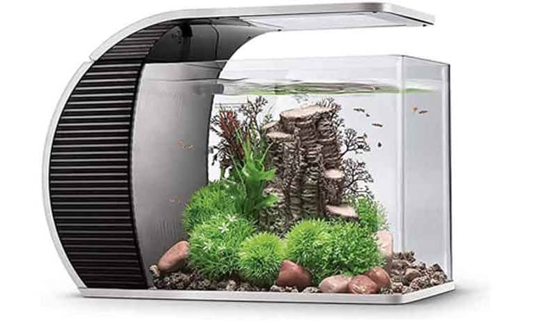 Quel meilleur aquarium pour les petits poissons ?
