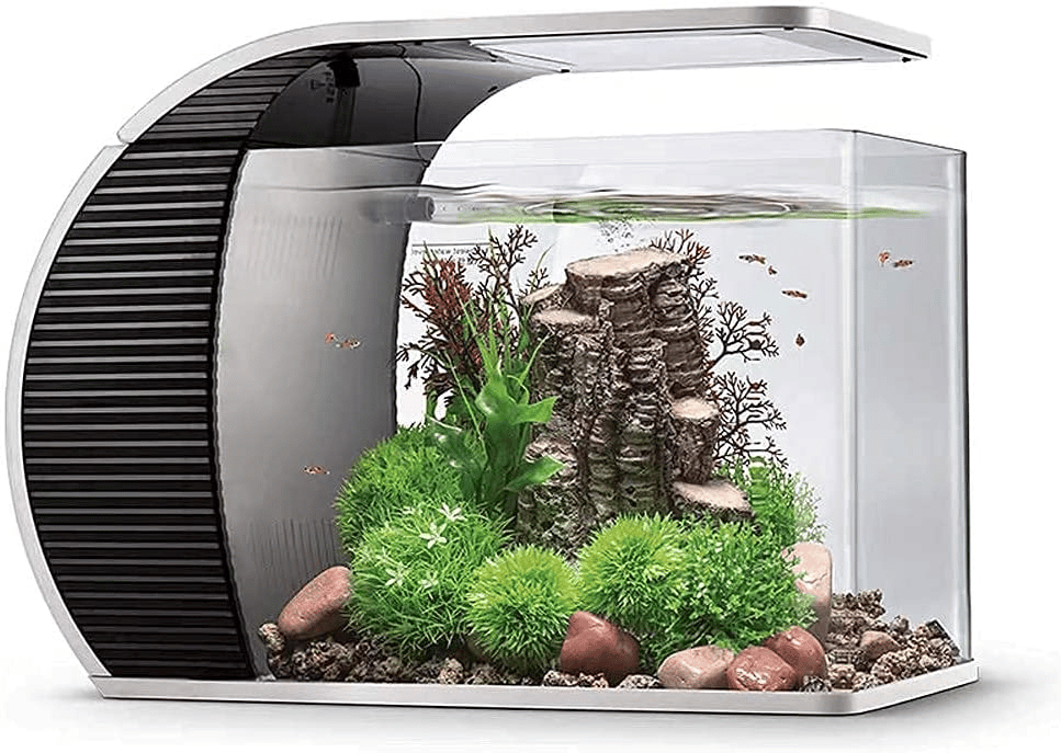 Quel meilleur aquarium pour les petits poissons ?