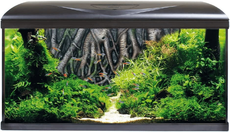 Quel meilleur aquarium pour les petits poissons