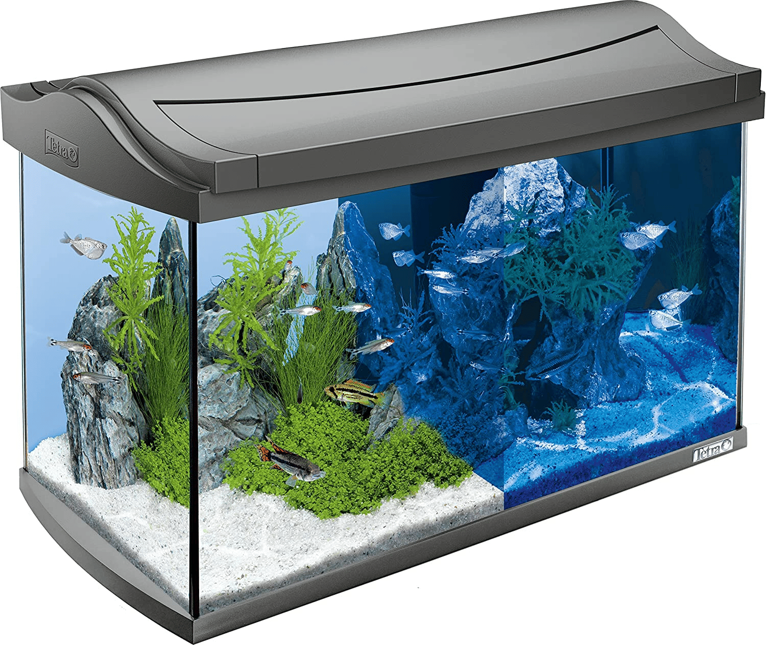 Quel meilleur aquarium pour les petits poissons