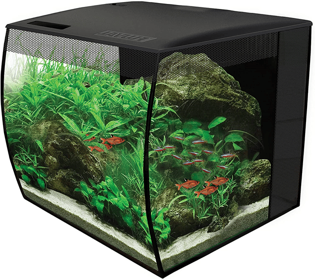 Quel meilleur aquarium pour les petits poissons