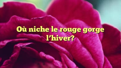 Où niche le rouge gorge l’hiver?