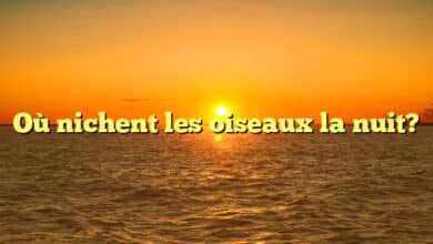 Où nichent les oiseaux la nuit?