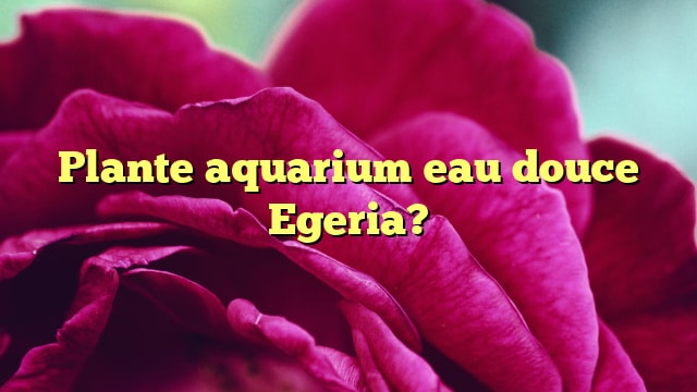 Plante aquarium eau douce Egeria?