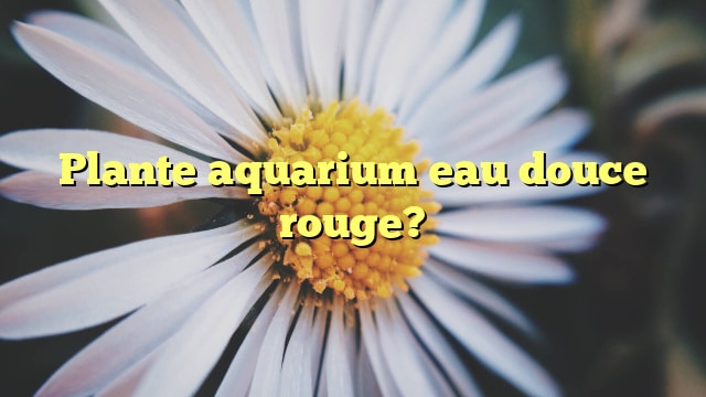 Plante aquarium eau douce rouge?