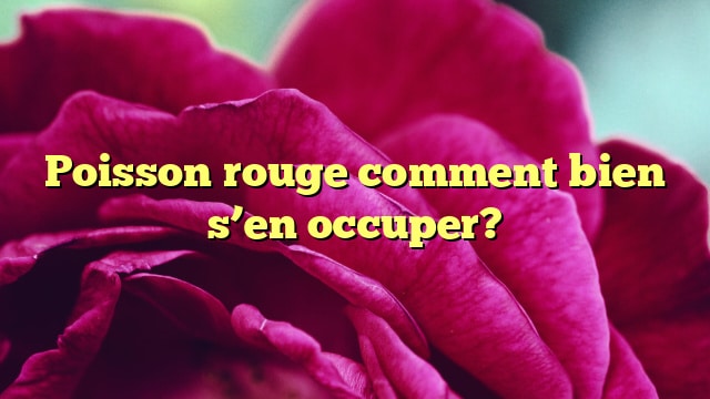 Poisson rouge comment bien s’en occuper?