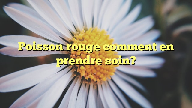 Poisson rouge comment en prendre soin?