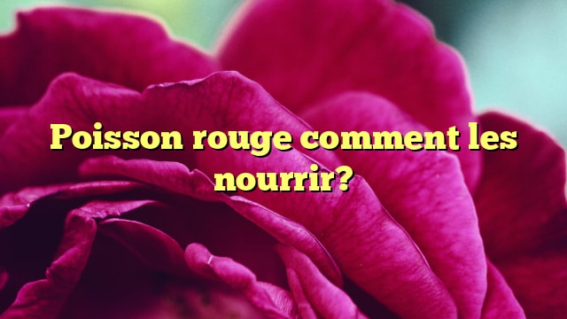 Poisson rouge comment les nourrir?