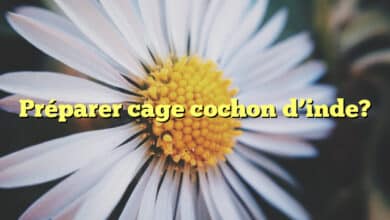 Préparer cage cochon d’inde?