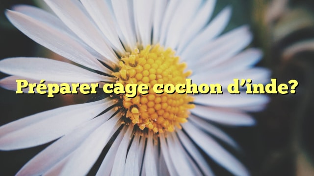 Préparer cage cochon d’inde?