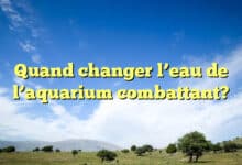 Quand changer l’eau de l’aquarium combattant?