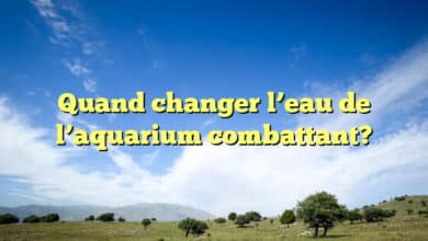 Quand changer l’eau de l’aquarium combattant?