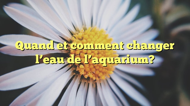 Quand et comment changer l’eau de l’aquarium?